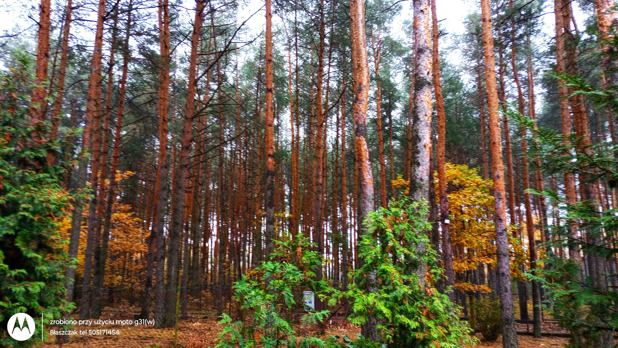 Szerokie zdjęcie przedstawia gęsty las z dominującymi, wysokimi sosnami o charakterystycznych, rdzawobrązowych pniach. Pomiędzy smukłymi drzewami prześwitują żółte i pomarańczowe liście mniejszych drzew liściastych, co wskazuje na porę jesienną. Pierwszy plan porastają młode, intensywnie zielone krzewy i drzewka iglaste, w tym żywotniki lub młode świerki. Podłoże lasu pokryte jest warstwą opadłych, brązowych liści i igliwia. W lewym dolnym rogu zdjęcia umieszczono okrągłe, białe logo Motorola wraz z półprzezroczystym podpisem informacyjnym biura nieruchomości.