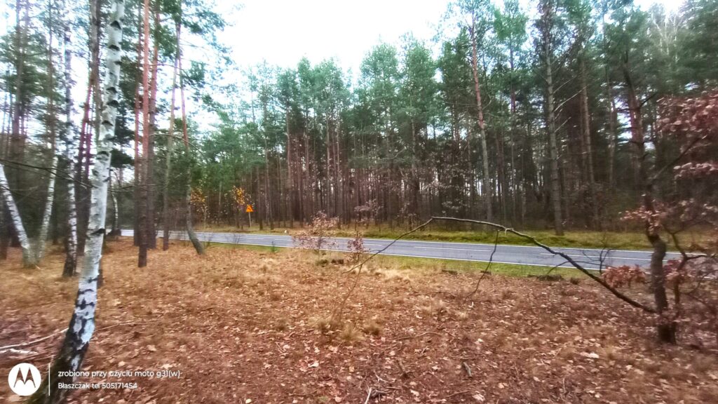 Zdjęcie z poziomu gruntu przedstawia widok z głębi lasu na przebiegającą w oddali szosę. Na pierwszym planie znajduje się leśna ściółka usłana suchymi, brązowymi liśćmi i mchem, z której wyrastają wysokie sosny oraz pojedyncza, charakterystyczna brzoza o białej korze po lewej stronie. W poprzek kadru, w środkowej części, widać gładką drogę asfaltową z białymi liniami krawędziowymi. Za drogą ciągnie się gęsta, jednolita ściana wysokiego boru iglastego z zielonymi koronami drzew. Przy drodze, po lewej stronie, majaczy żółty, trójkątny znak ostrzegawzy. Światło jest rozproszone, typowe dla pochmurnego dnia, a w lewym dolnym rogu widnieje logo marki Motorola wraz z białym napisem agencji nieruchomości.