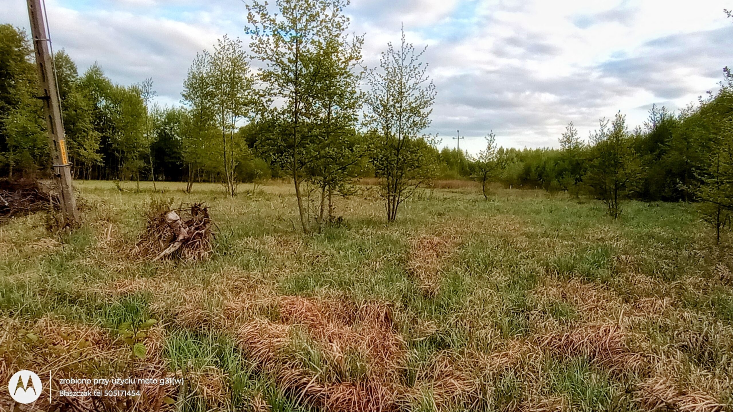Zdjęcie z poziomu gruntu przedstawia otwarty, naturalny teren porośnięty wysoką, dziką trawą. Na pierwszym planie dominują kępy suchej, zeszłorocznej trawy w rdzawym odcieniu, przemieszanej z nową, zieloną roślinnością. W centralnej części polany rośnie kilka młodych, smukłych drzew liściastych o rzadkich koronach. Po lewej stronie kadru widoczny jest fragment drewnianego lub betonowego słupa oraz sterta ściętych gałęzi. W tle linię horyzontu zamyka gęsty las, a nad całym krajobrazem roztacza się jasne niebo gęsto pokryte białymi i szarymi chmurami. W lewym dolnym rogu znajduje się biały znak wodny.