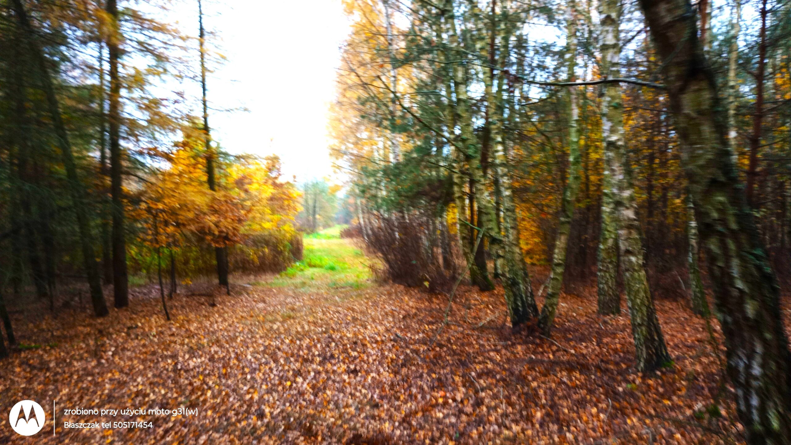 Zdjęcie z poziomu gruntu przedstawia naturalną ścieżkę lub przecinkę biegnącą przez las mieszany w barwnej, jesiennej scenerii. Pierwszy plan i podłoże są gęsto usłane grubą, dywanową warstwą zeszłorocznych, brązowych i rdzawych liści. Po prawej stronie drogi rośnie grupa smukłych brzóz o biało-czarnych pniach przeplatanych ciemnozielonymi gałęziami sosen. Po lewej stronie widoczne są niższe drzewa i krzewy o intensywnie żółtych i złotych liściach. Przecinka prowadzi w głąb kadru, otwierając się w oddali na jaśniejszą, zieloną polanę. Światło jest rozproszone i miękkie, a w lewym dolnym rogu nałożone jest okrągłe logo marki Motorola oraz biały tekst informacyjny agencji nieruchomości.